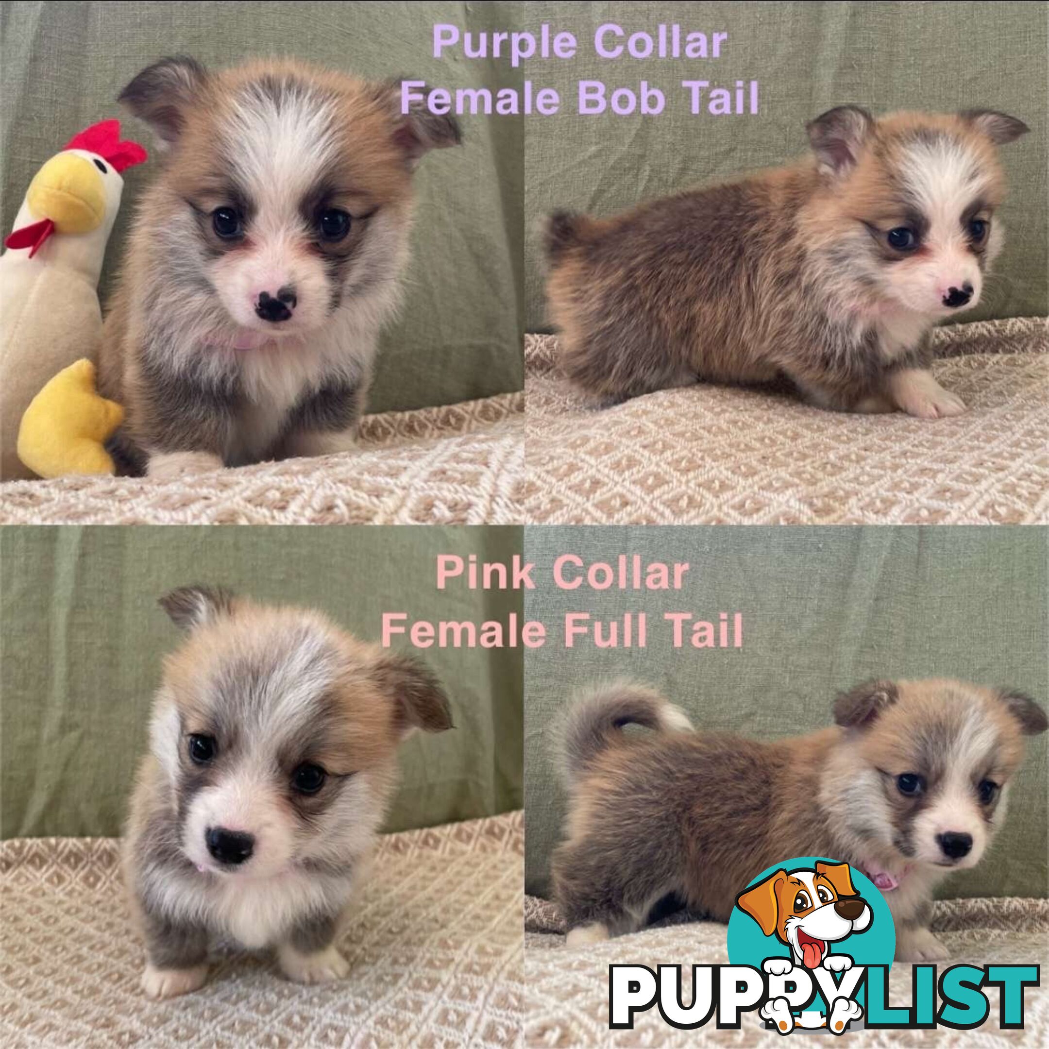 Pembroke Welsh Corgi Puppies