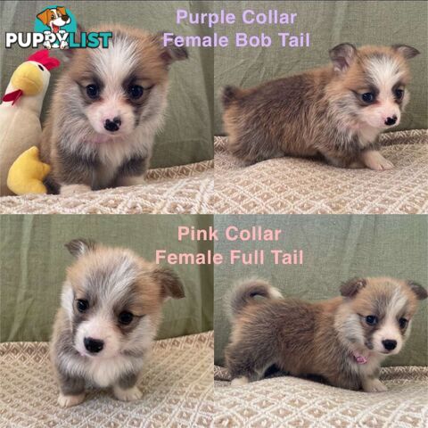 Pembroke Welsh Corgi Puppies