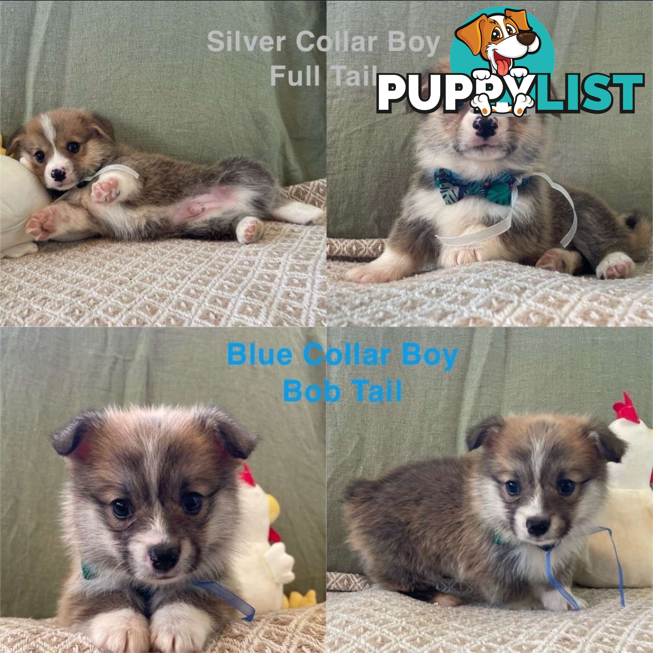 Pembroke Welsh Corgi Puppies