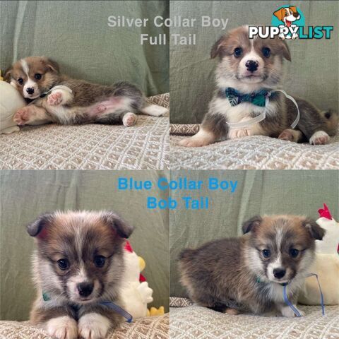 Pembroke Welsh Corgi Puppies