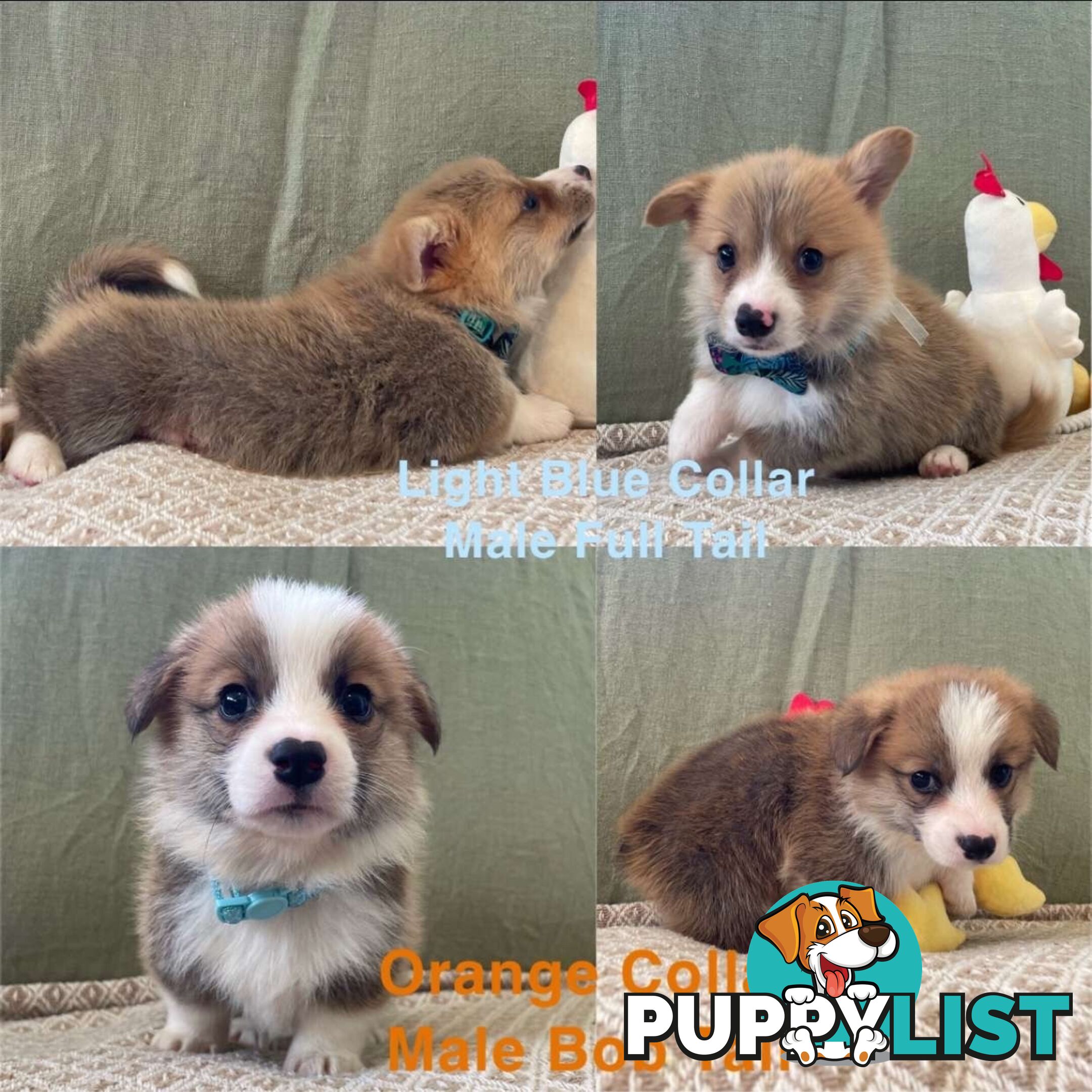 Pembroke Welsh Corgi Puppies