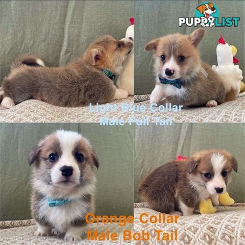 Pembroke Welsh Corgi Puppies