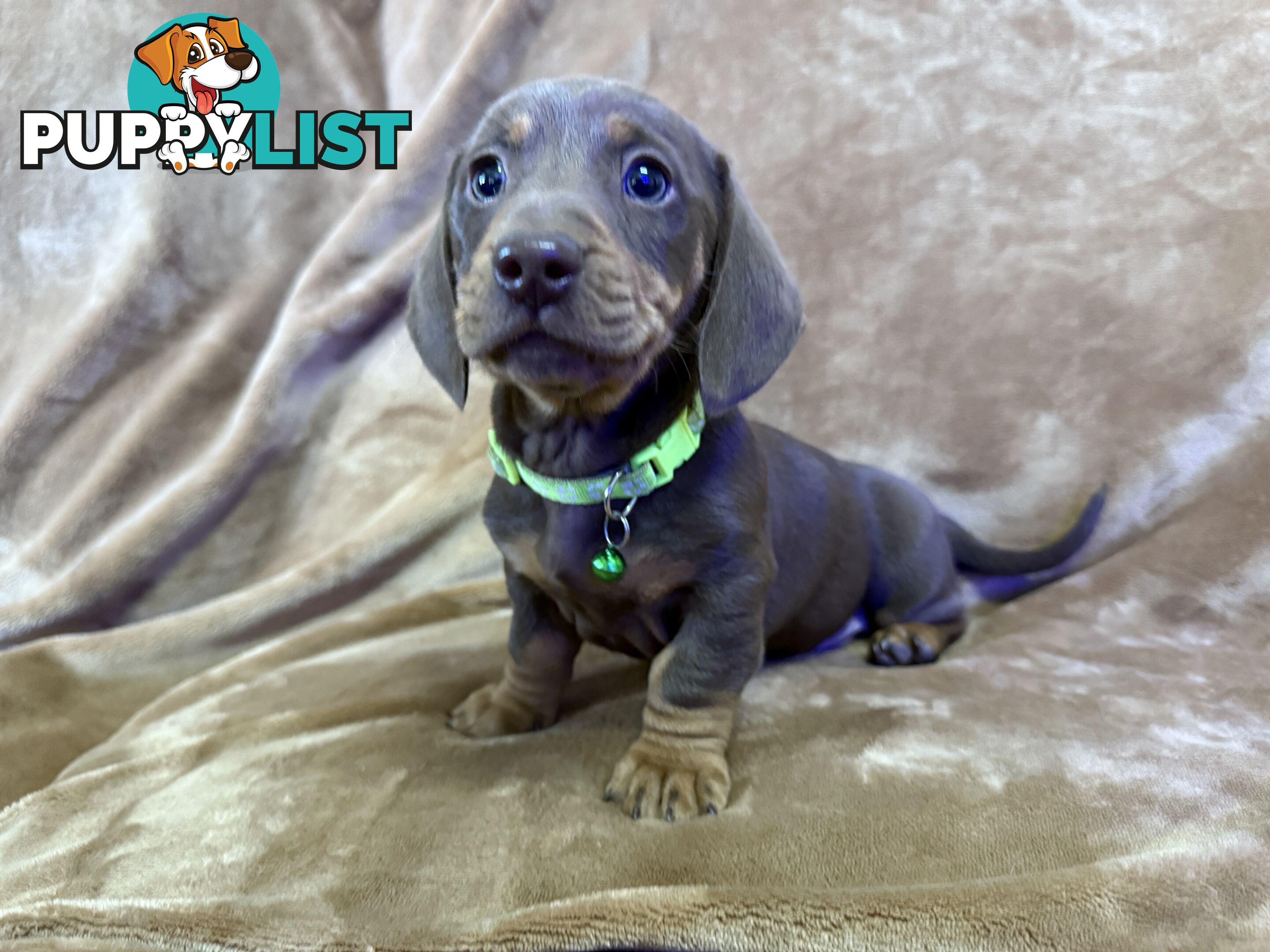 Pure breed mini dachshund pups