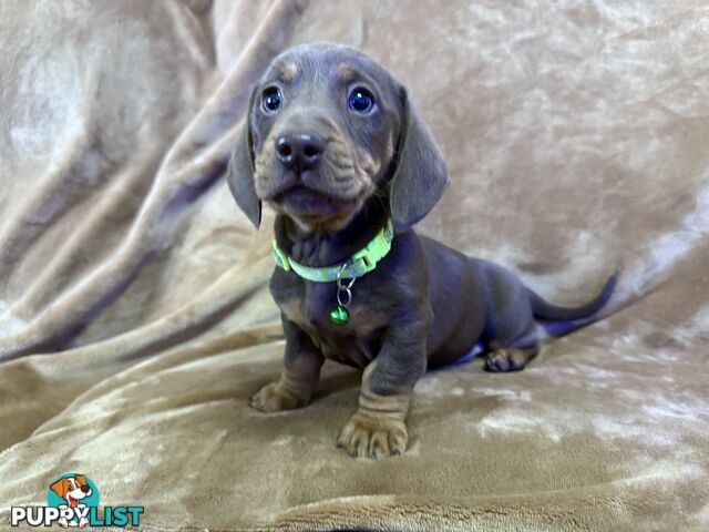 Pure breed mini dachshund pups