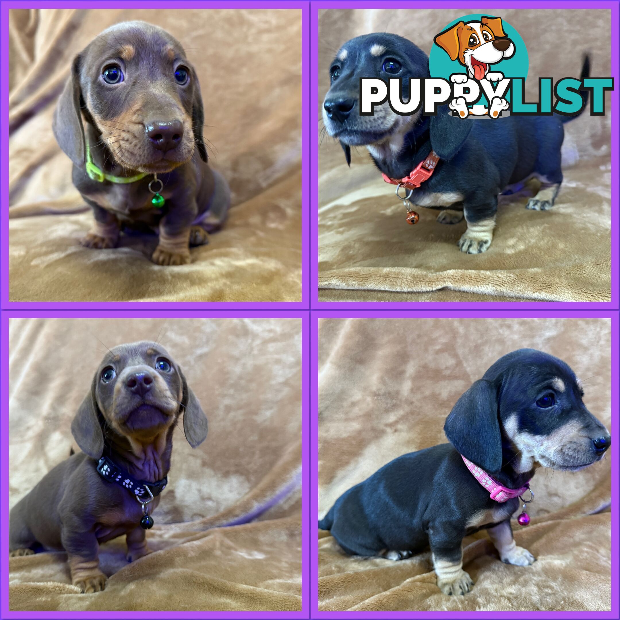 Pure breed mini dachshund pups