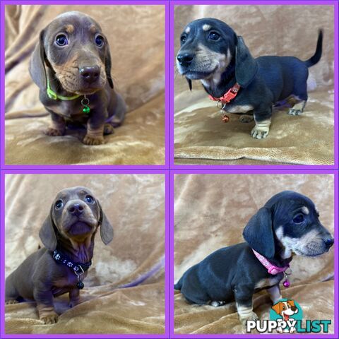 Pure breed mini dachshund pups