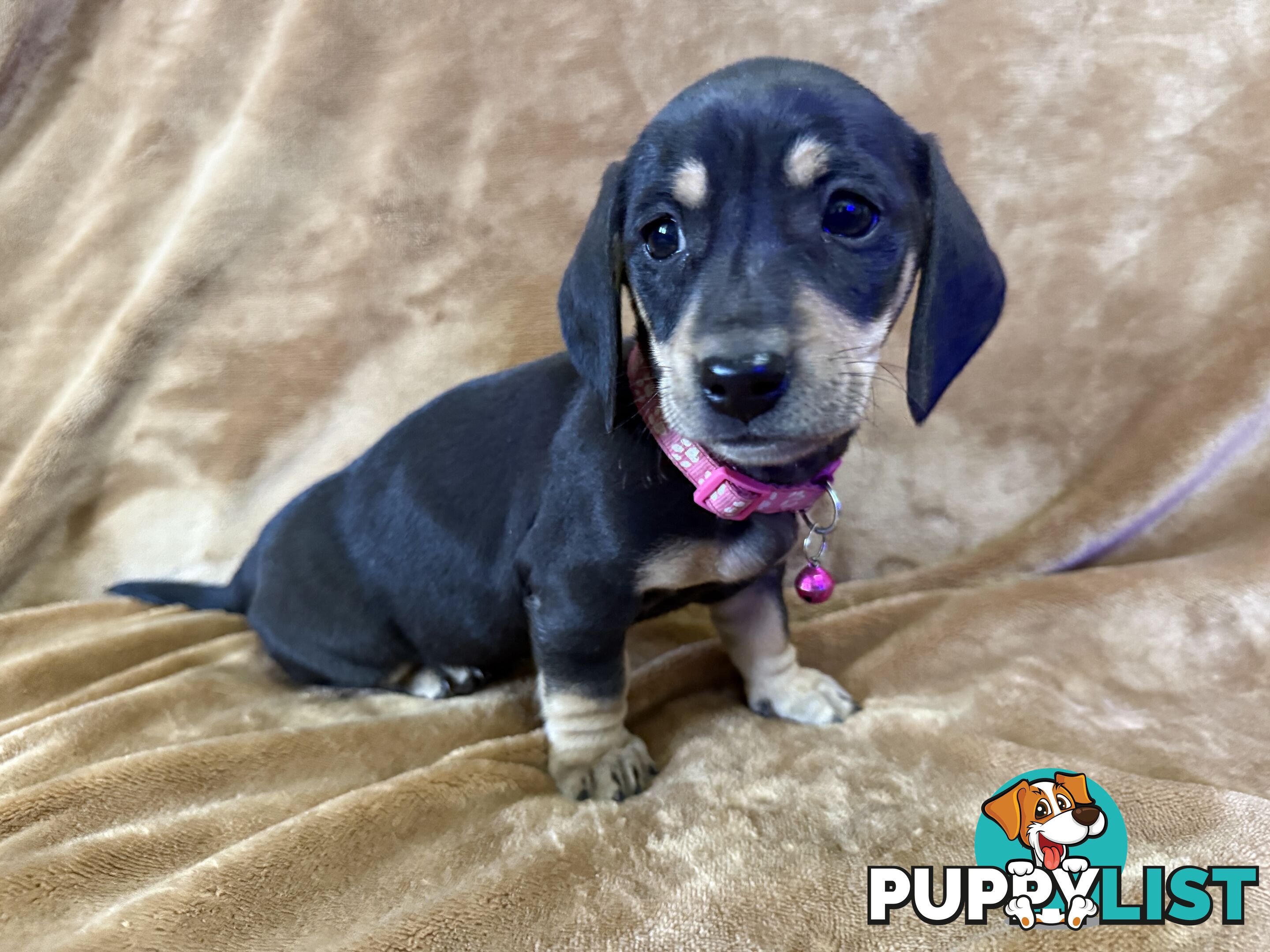 Pure breed mini dachshund pups