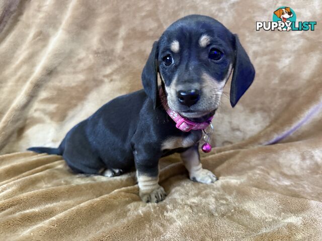 Pure breed mini dachshund pups