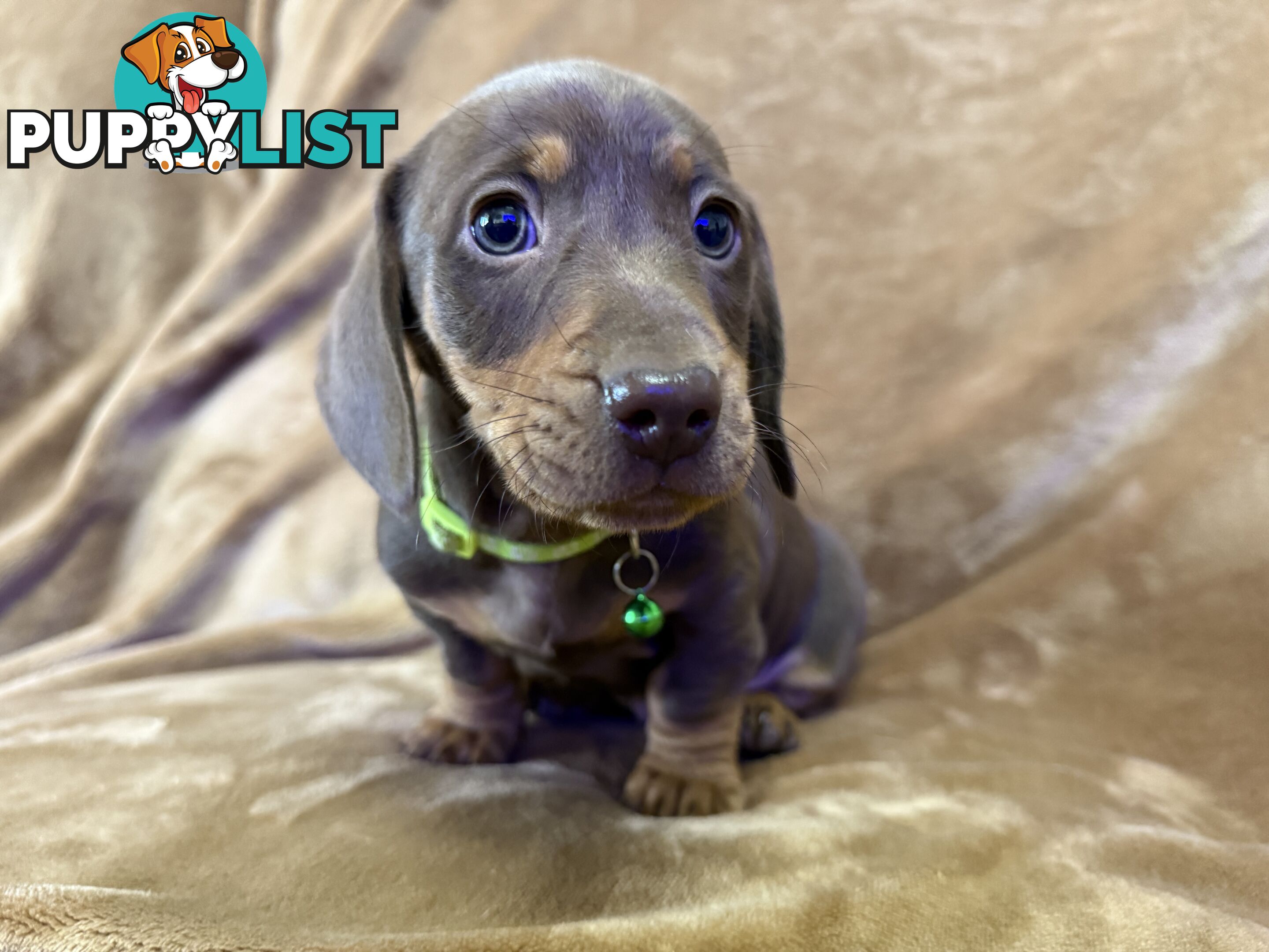 Pure breed mini dachshund pups