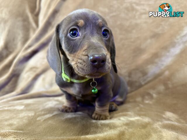 Pure breed mini dachshund pups