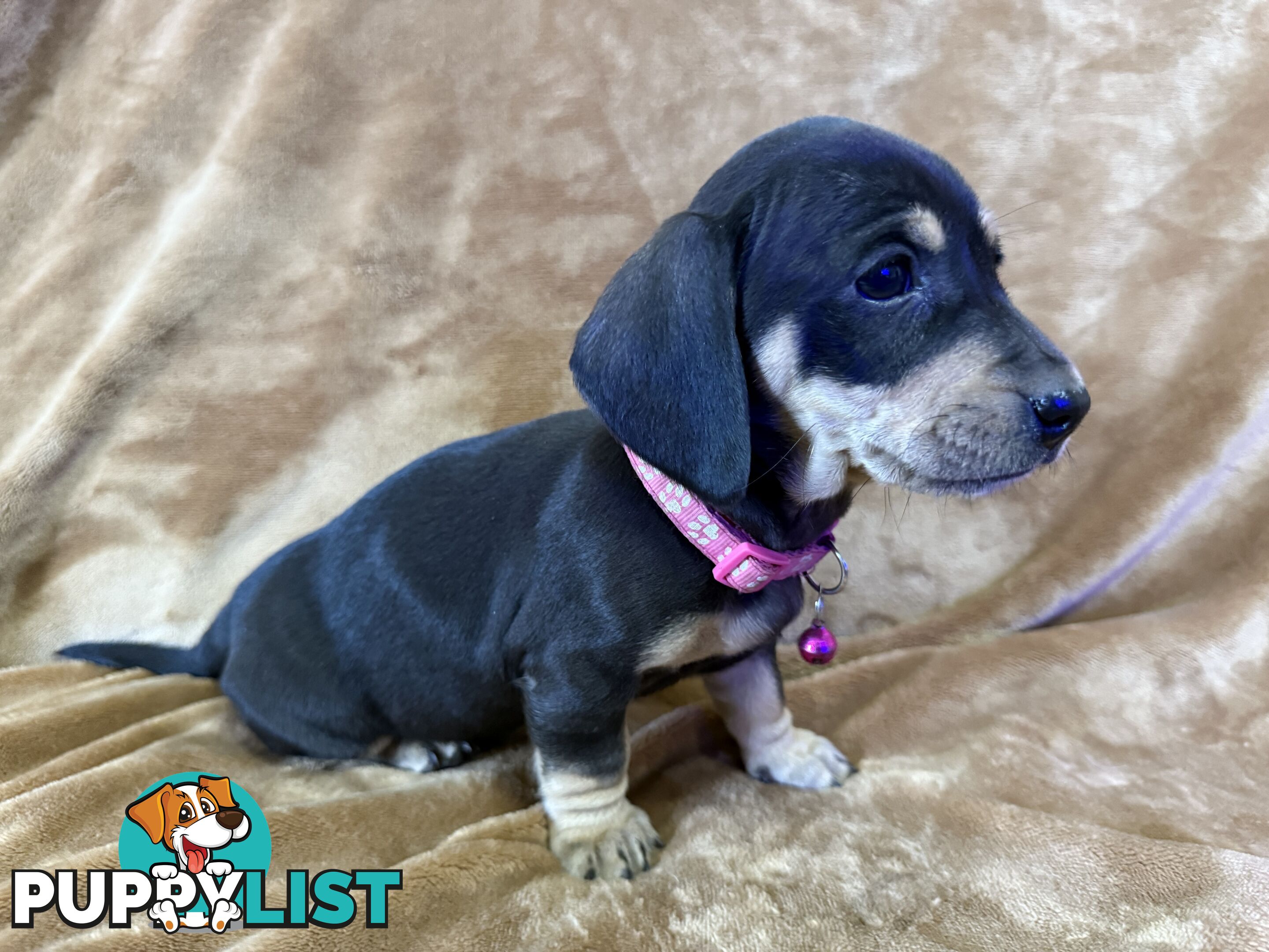 Pure breed mini dachshund pups