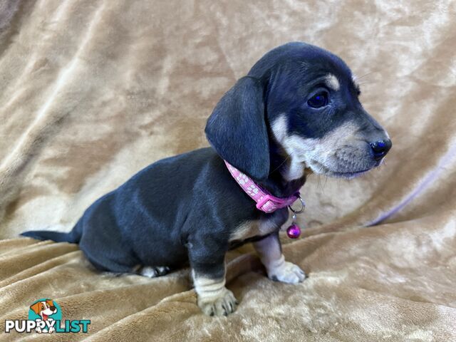 Pure breed mini dachshund pups