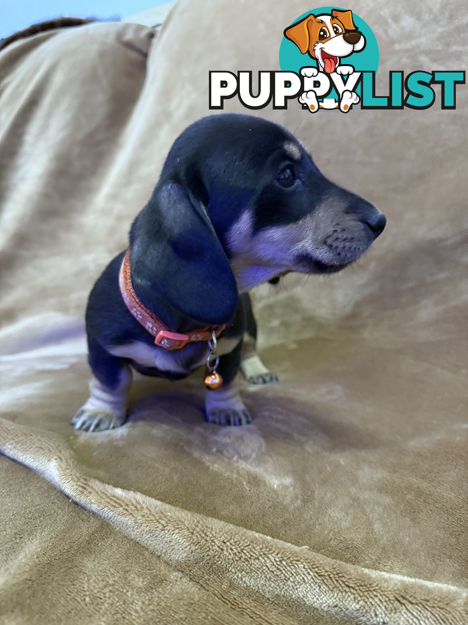Pure breed mini dachshund pups