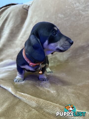 Pure breed mini dachshund pups