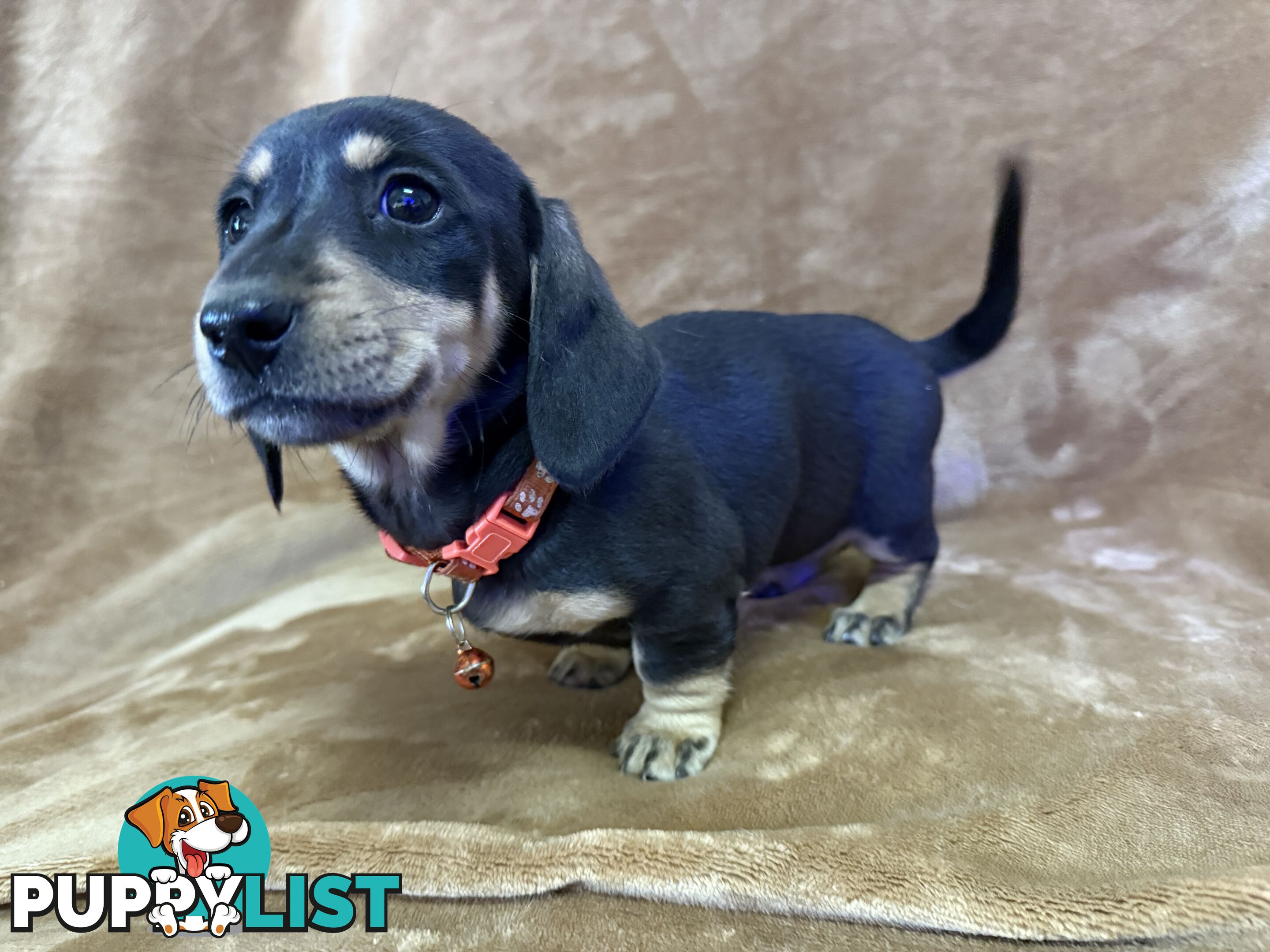 Pure breed mini dachshund pups