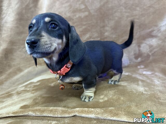 Pure breed mini dachshund pups