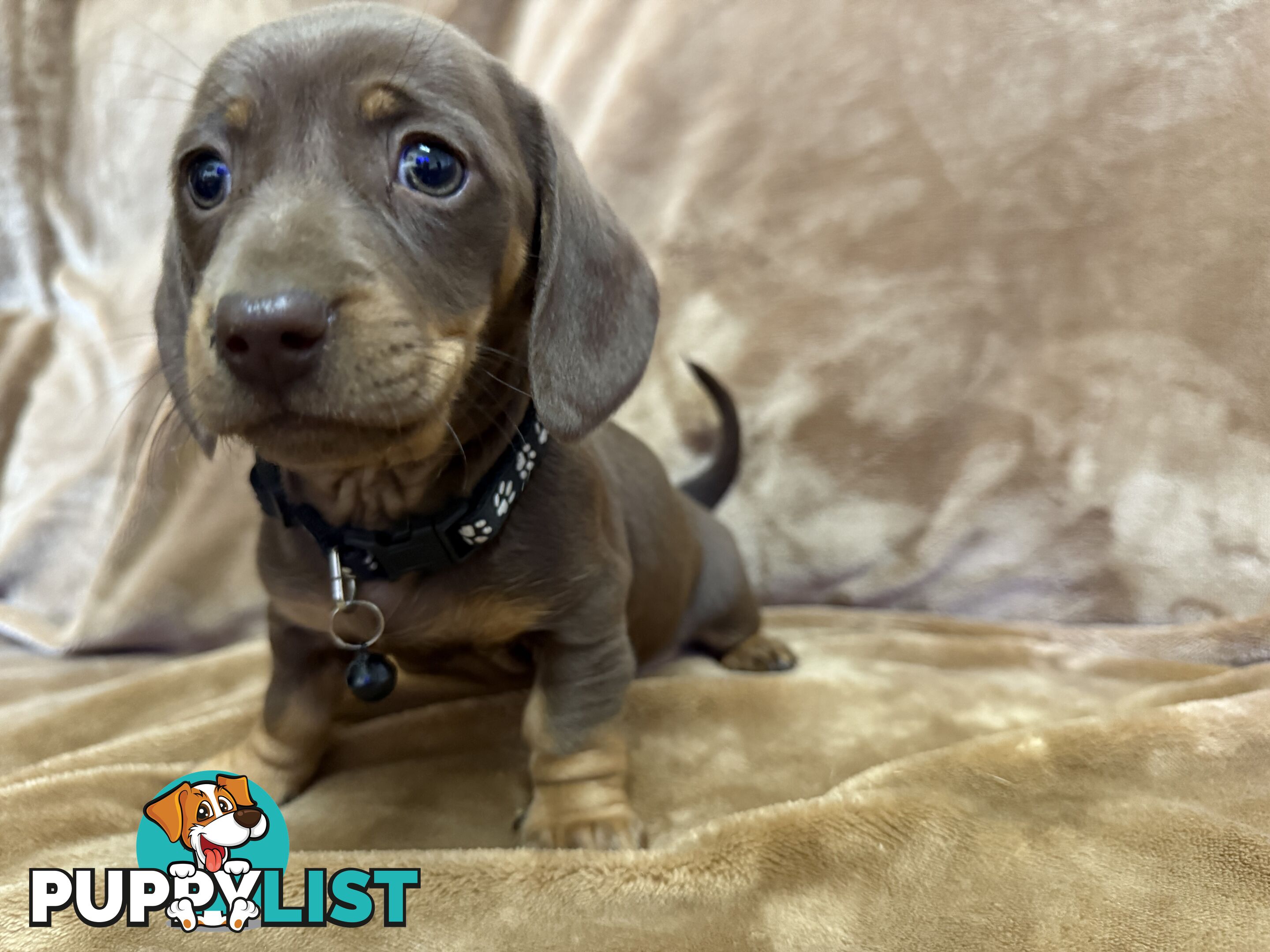 Pure breed mini dachshund pups