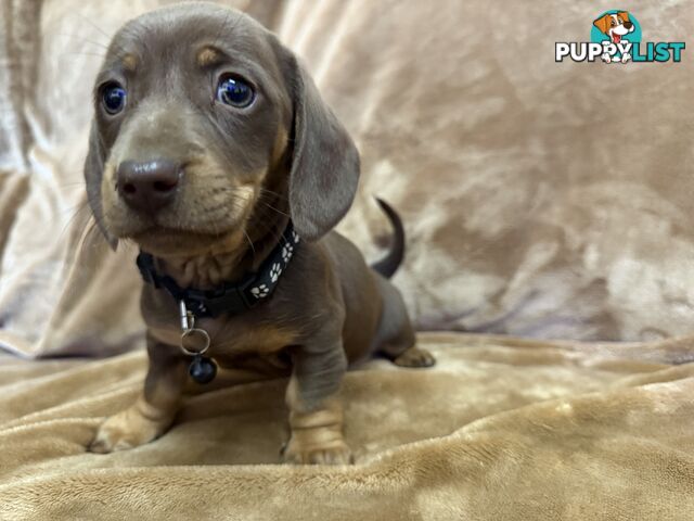 Pure breed mini dachshund pups
