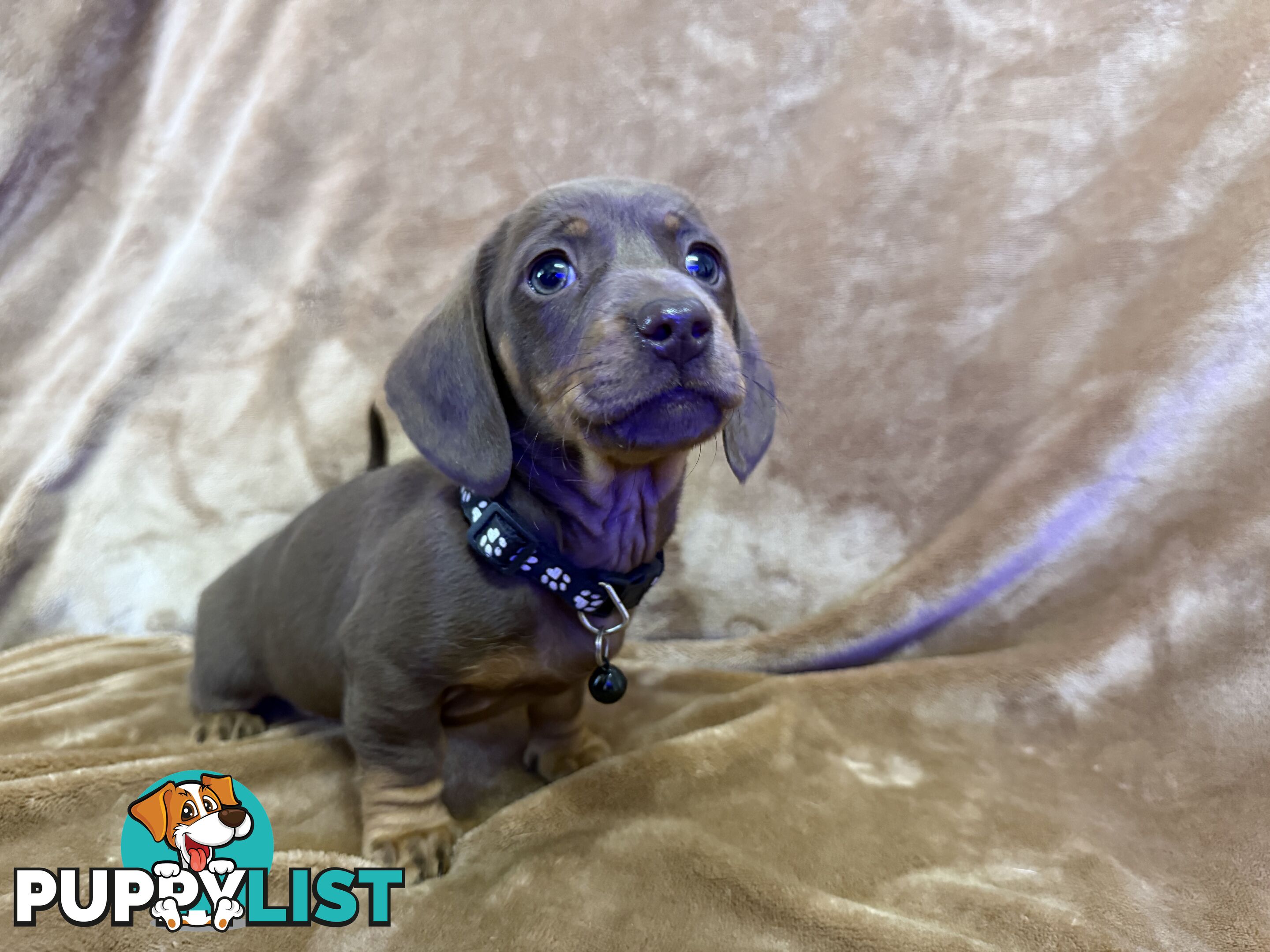 Pure breed mini dachshund pups
