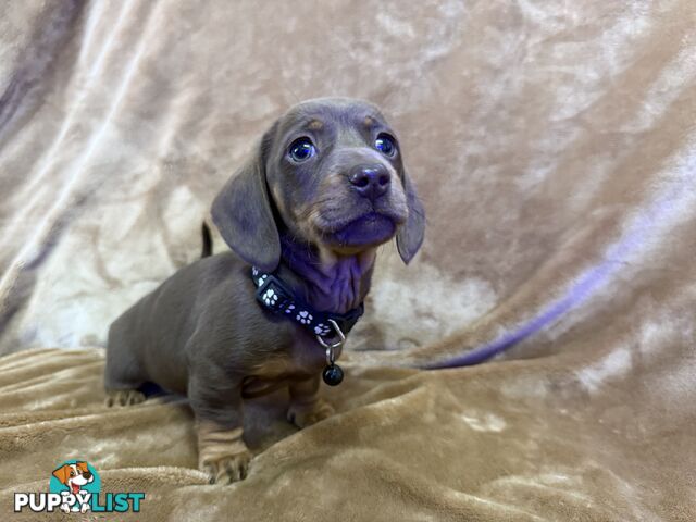 Pure breed mini dachshund pups