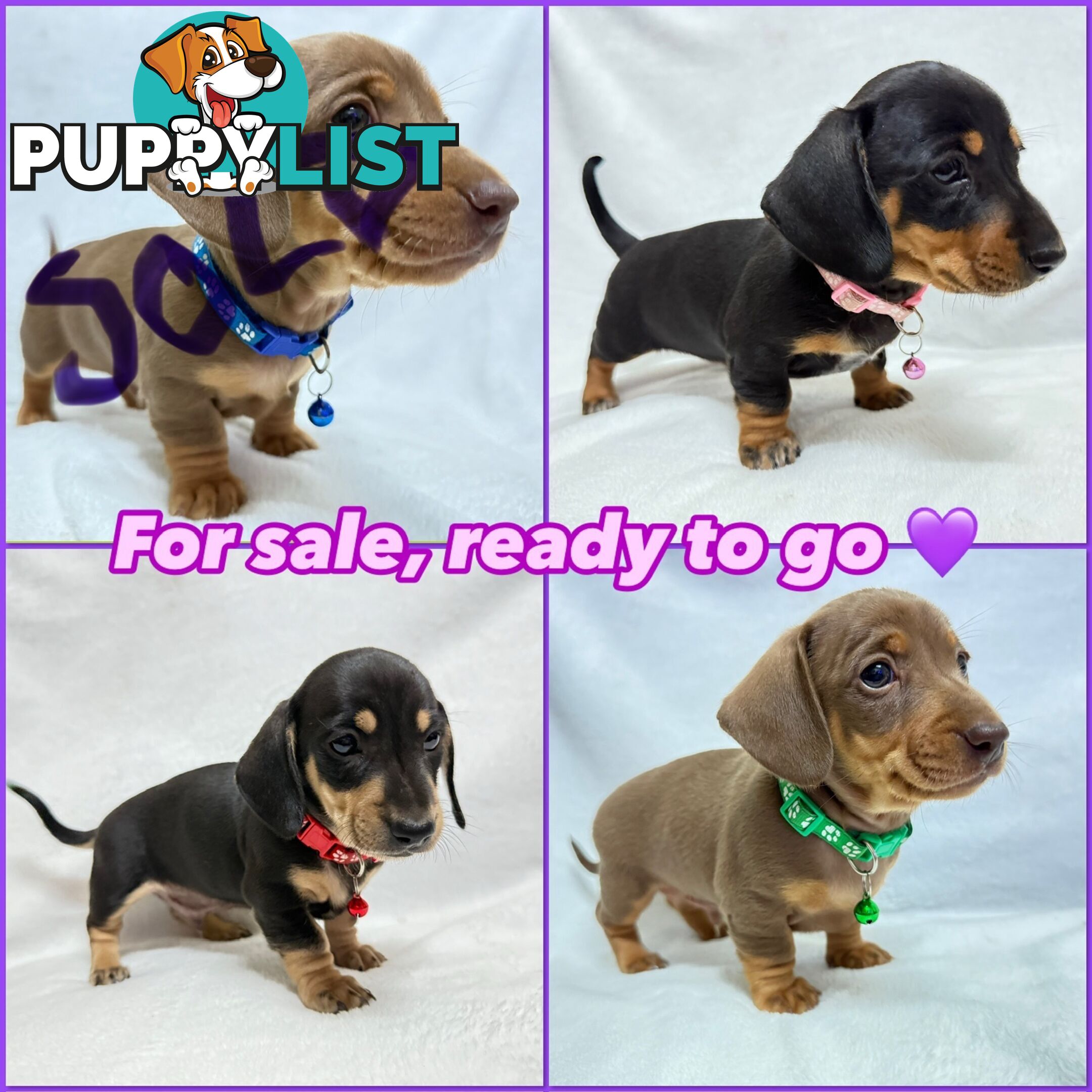 Miniature dachshund pups