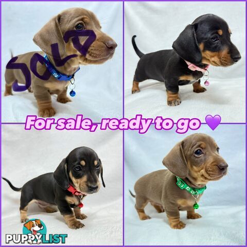 Miniature dachshund pups