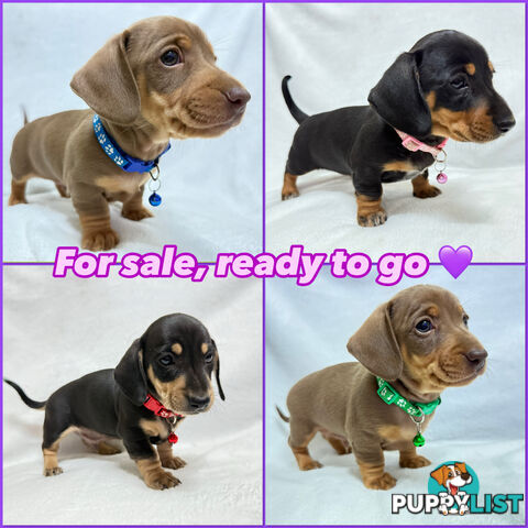 Miniature dachshund pups