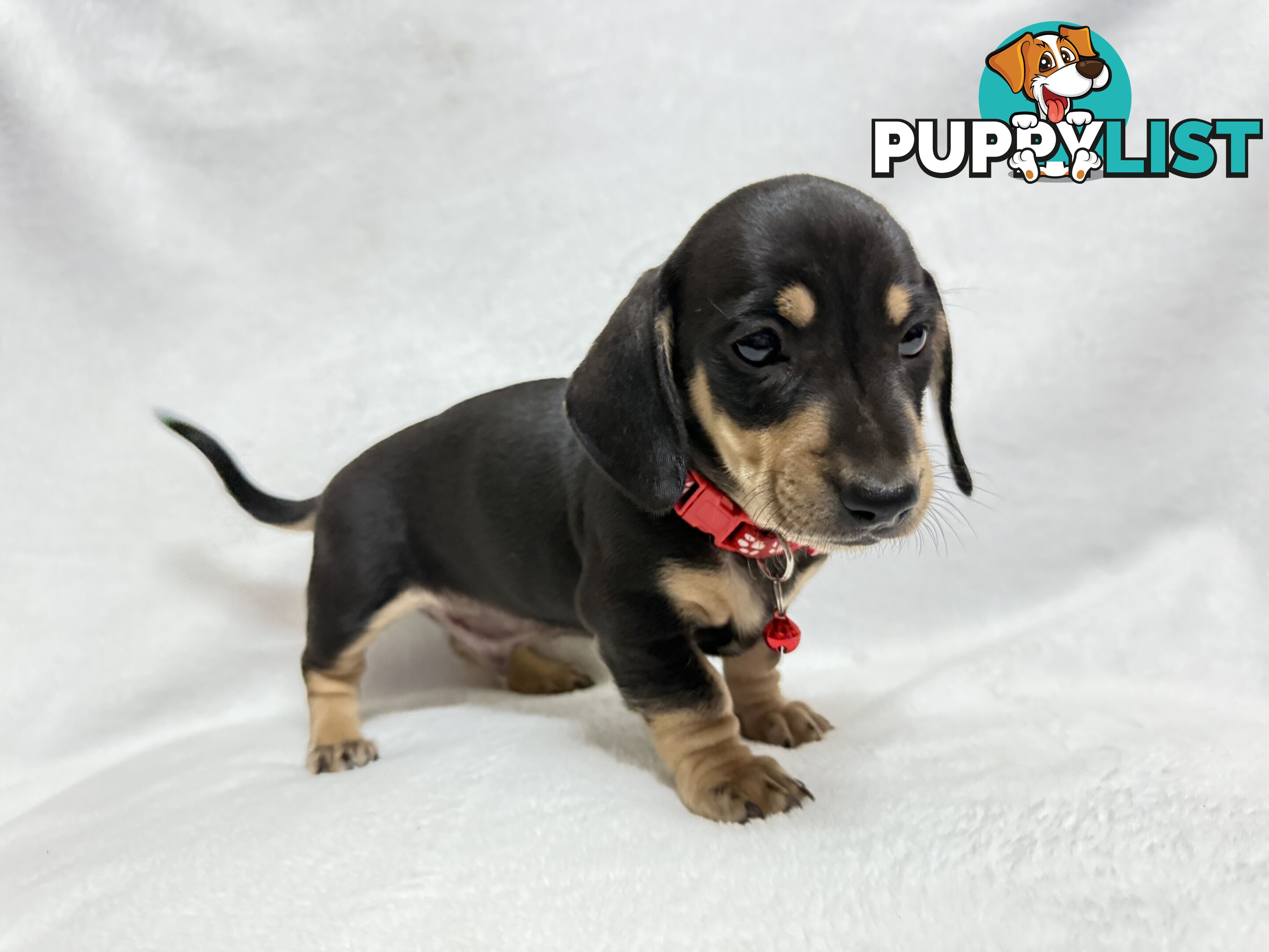 Miniature dachshund pups