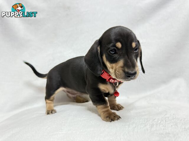 Miniature dachshund pups