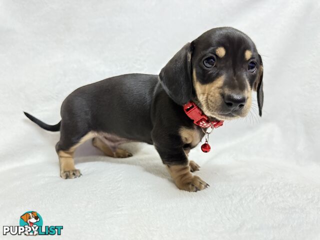 Miniature dachshund pups