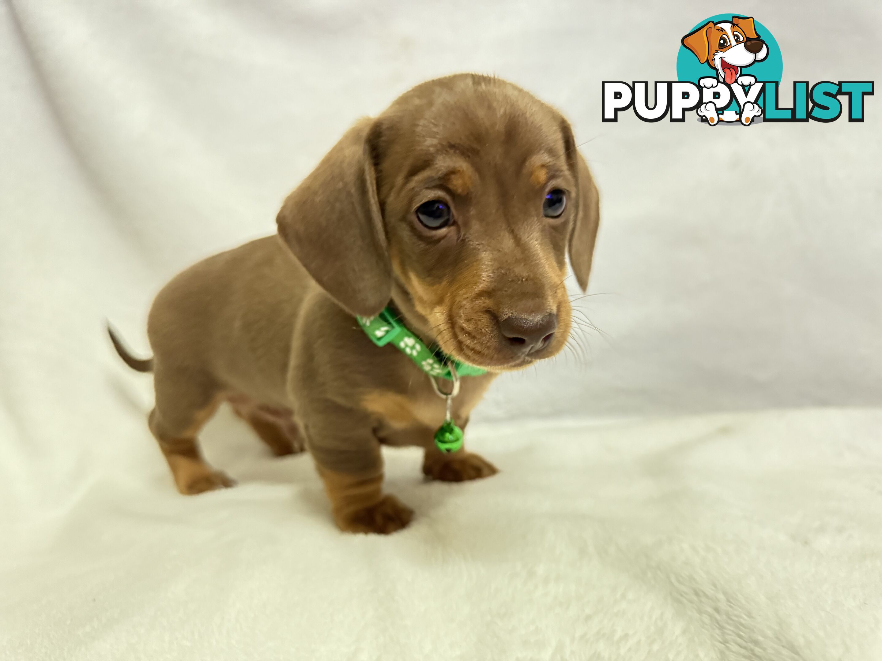 Miniature dachshund pups