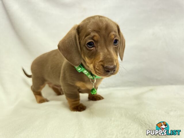 Miniature dachshund pups