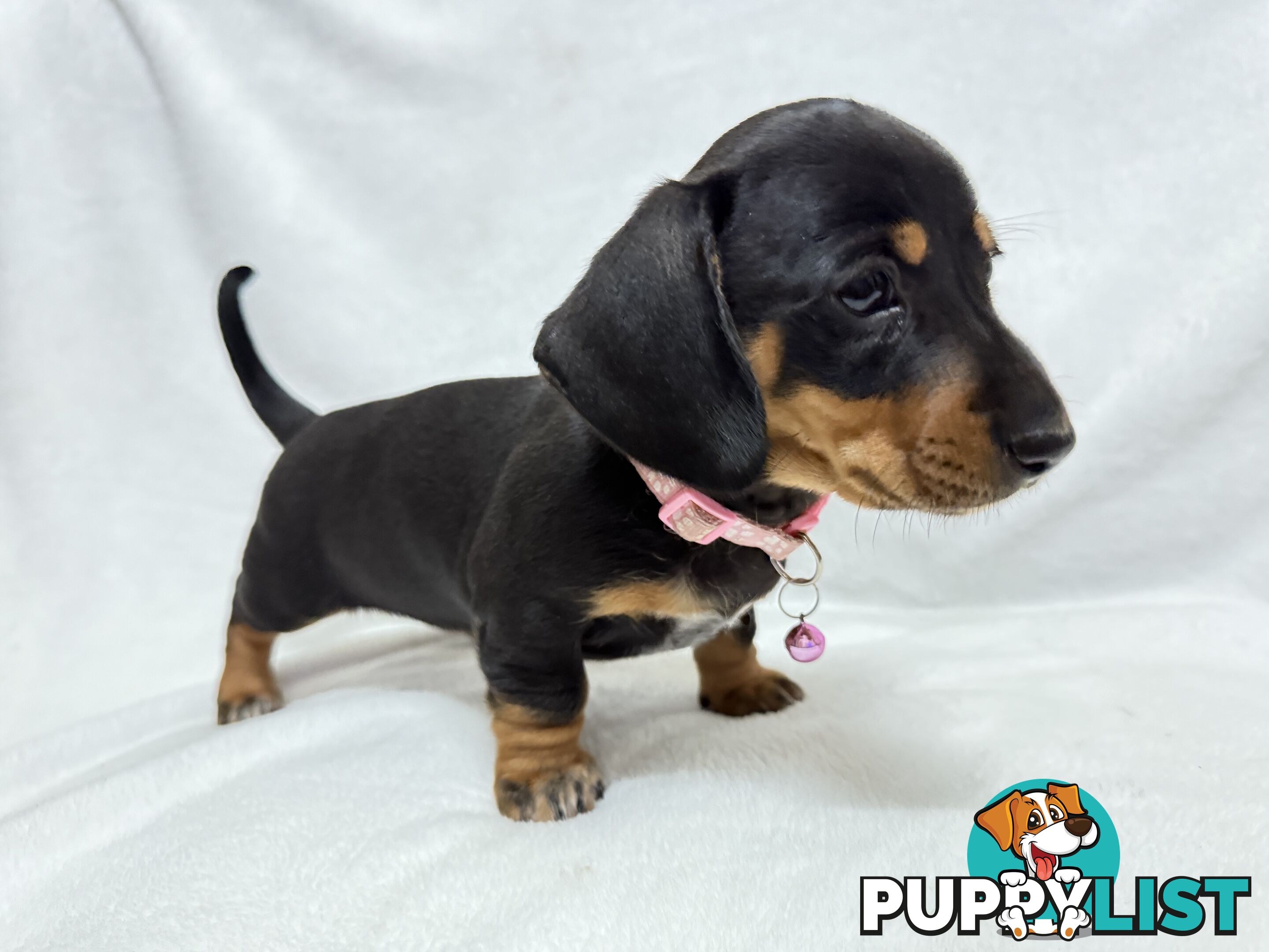 Miniature dachshund pups