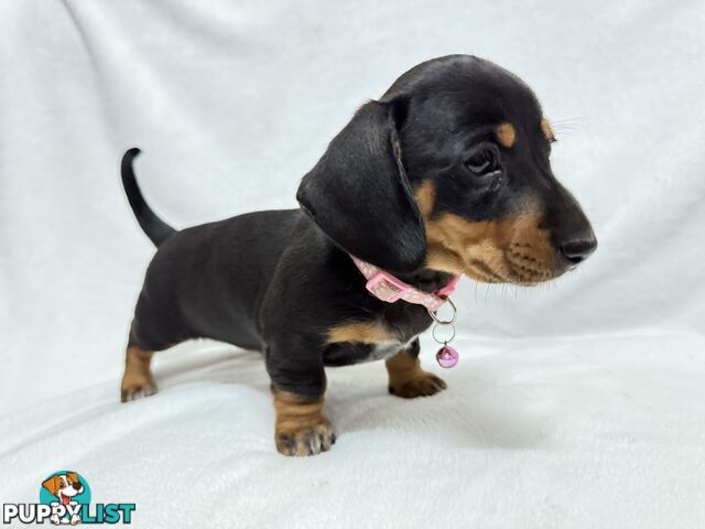 Miniature dachshund pups