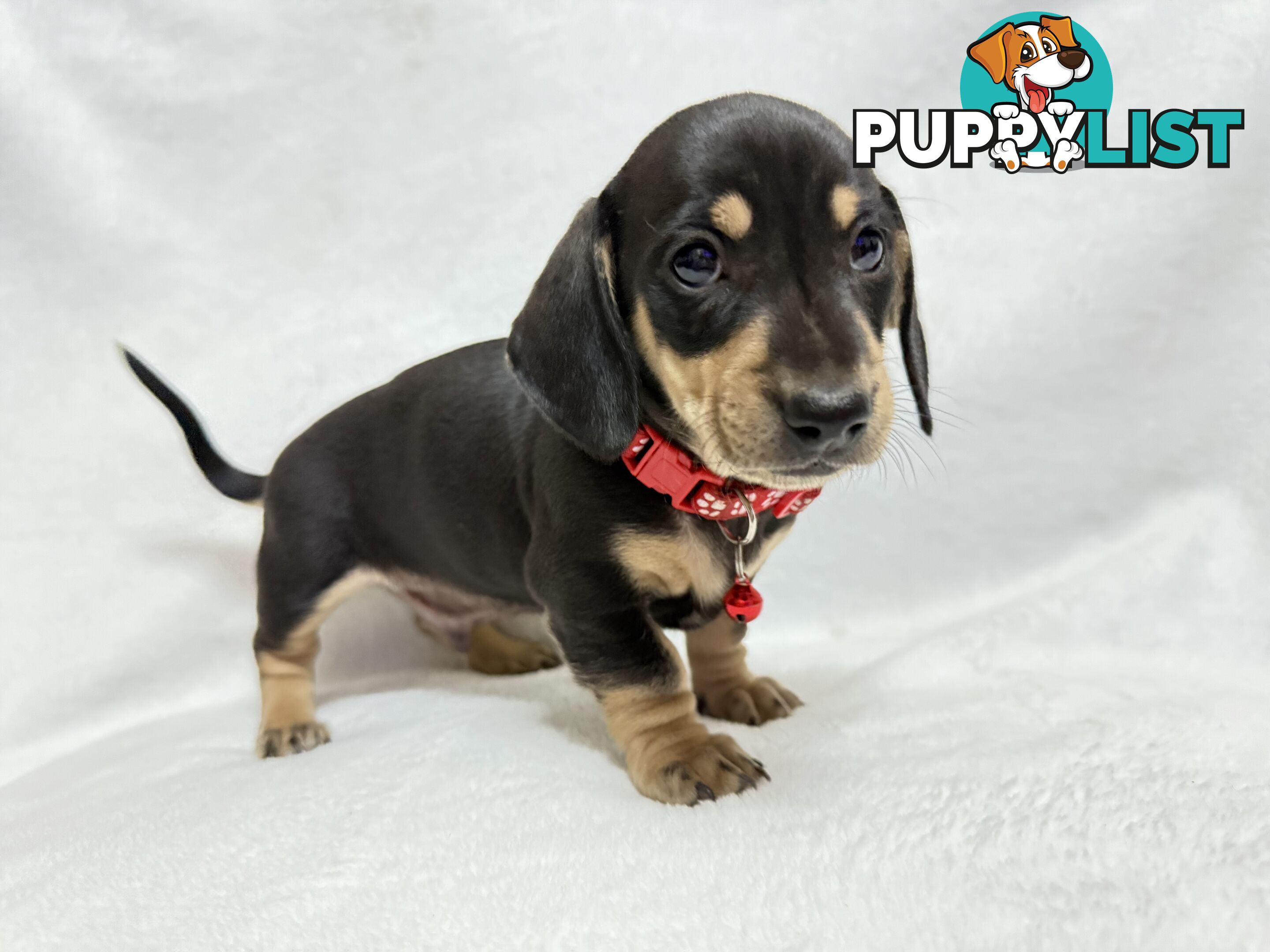 Miniature dachshund pups