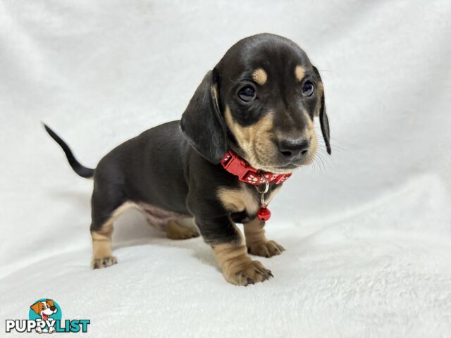 Miniature dachshund pups