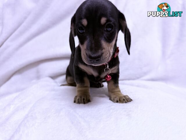 Miniature dachshund pups