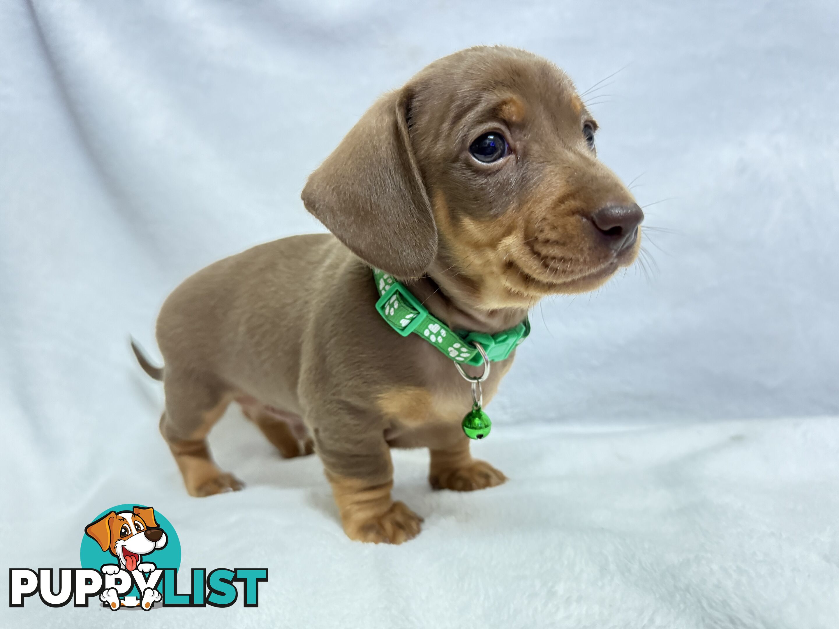 Miniature dachshund pups