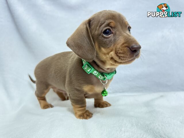 Miniature dachshund pups