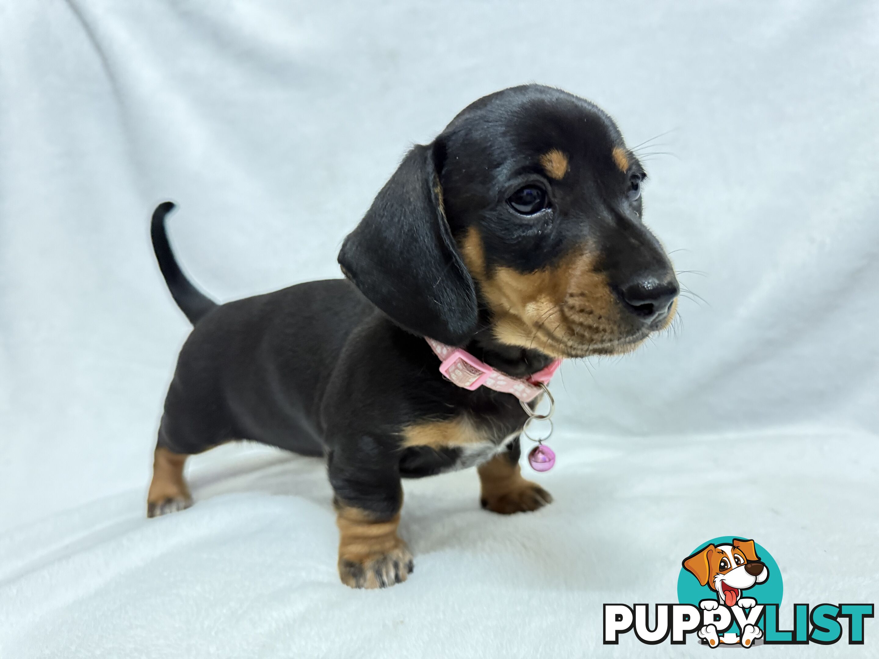 Miniature dachshund pups