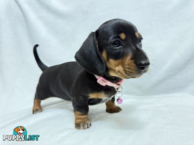 Miniature dachshund pups