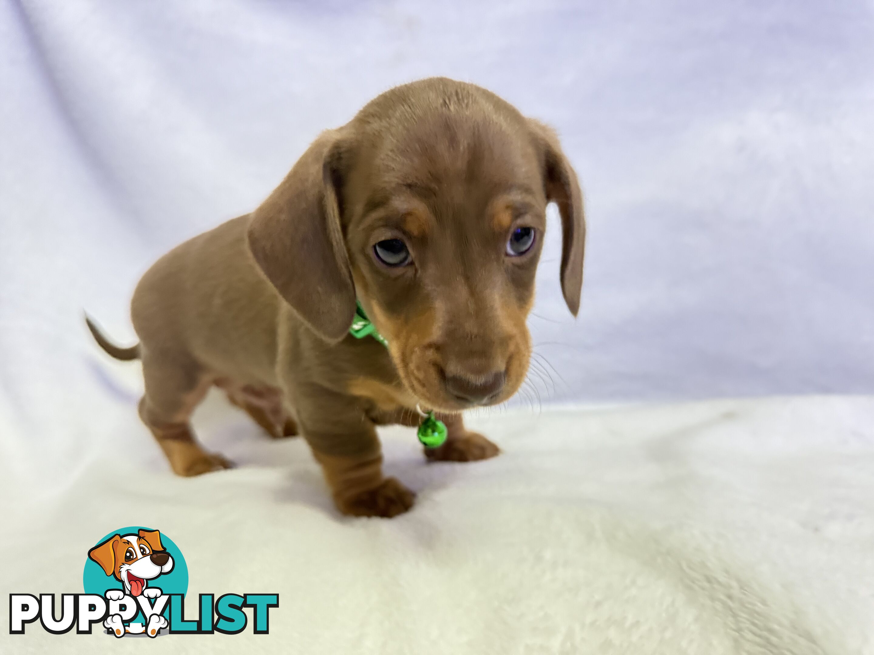 Miniature dachshund pups