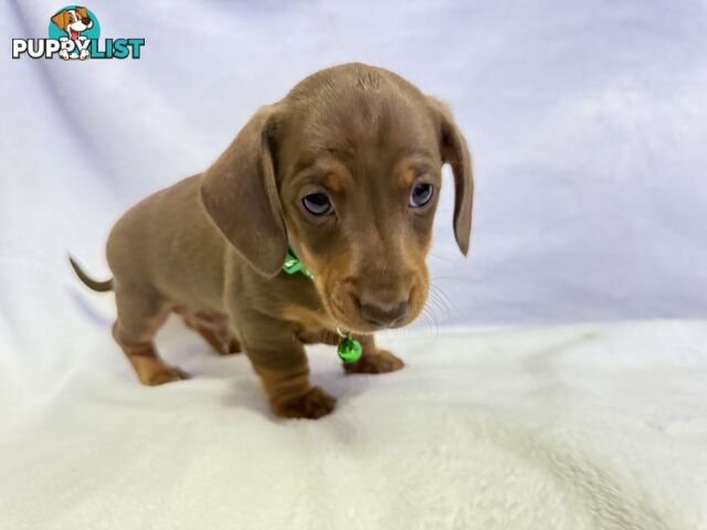 Miniature dachshund pups