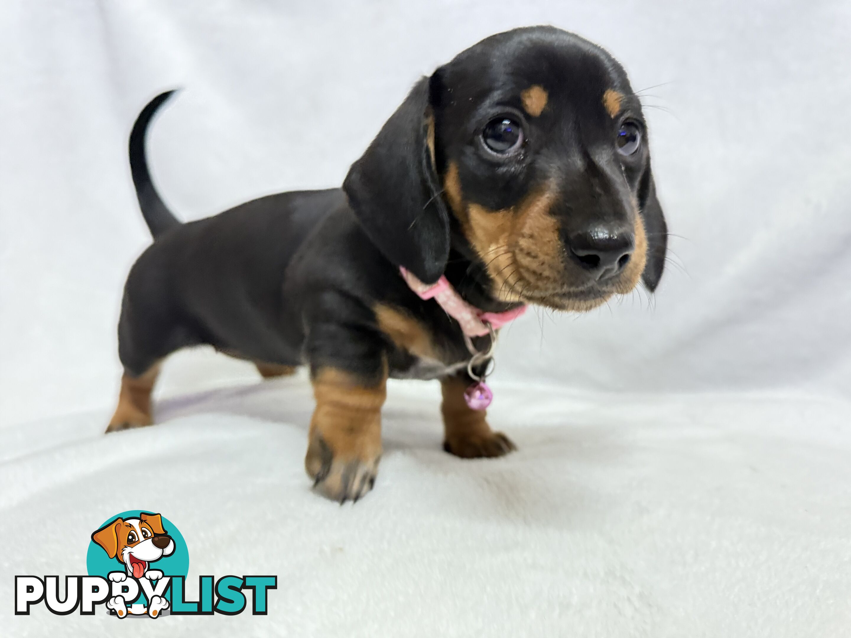 Miniature dachshund pups