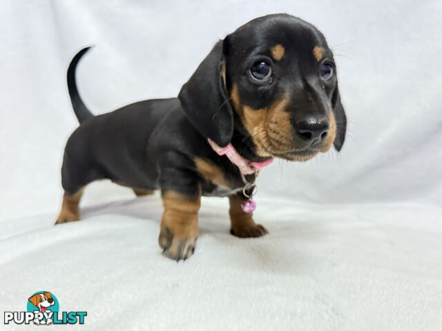 Miniature dachshund pups