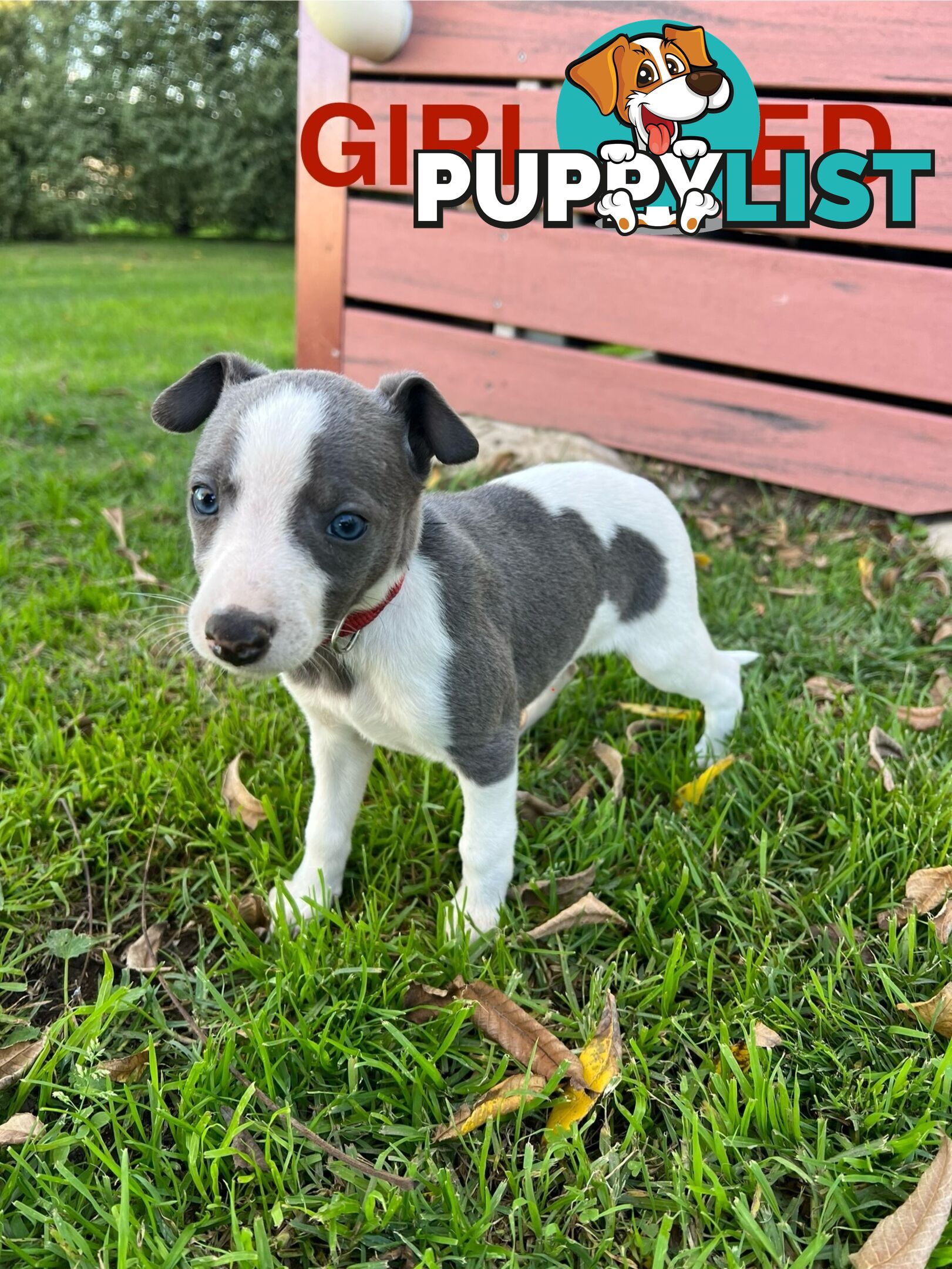 Whippet Puppies - Ready to go