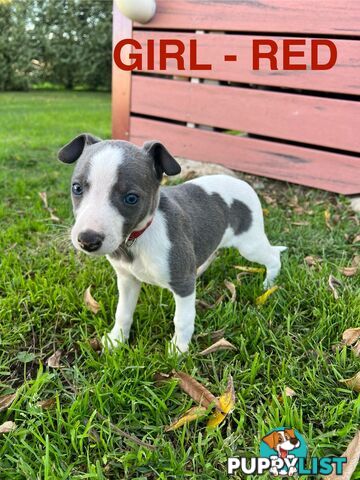 Whippet Puppies - Ready to go