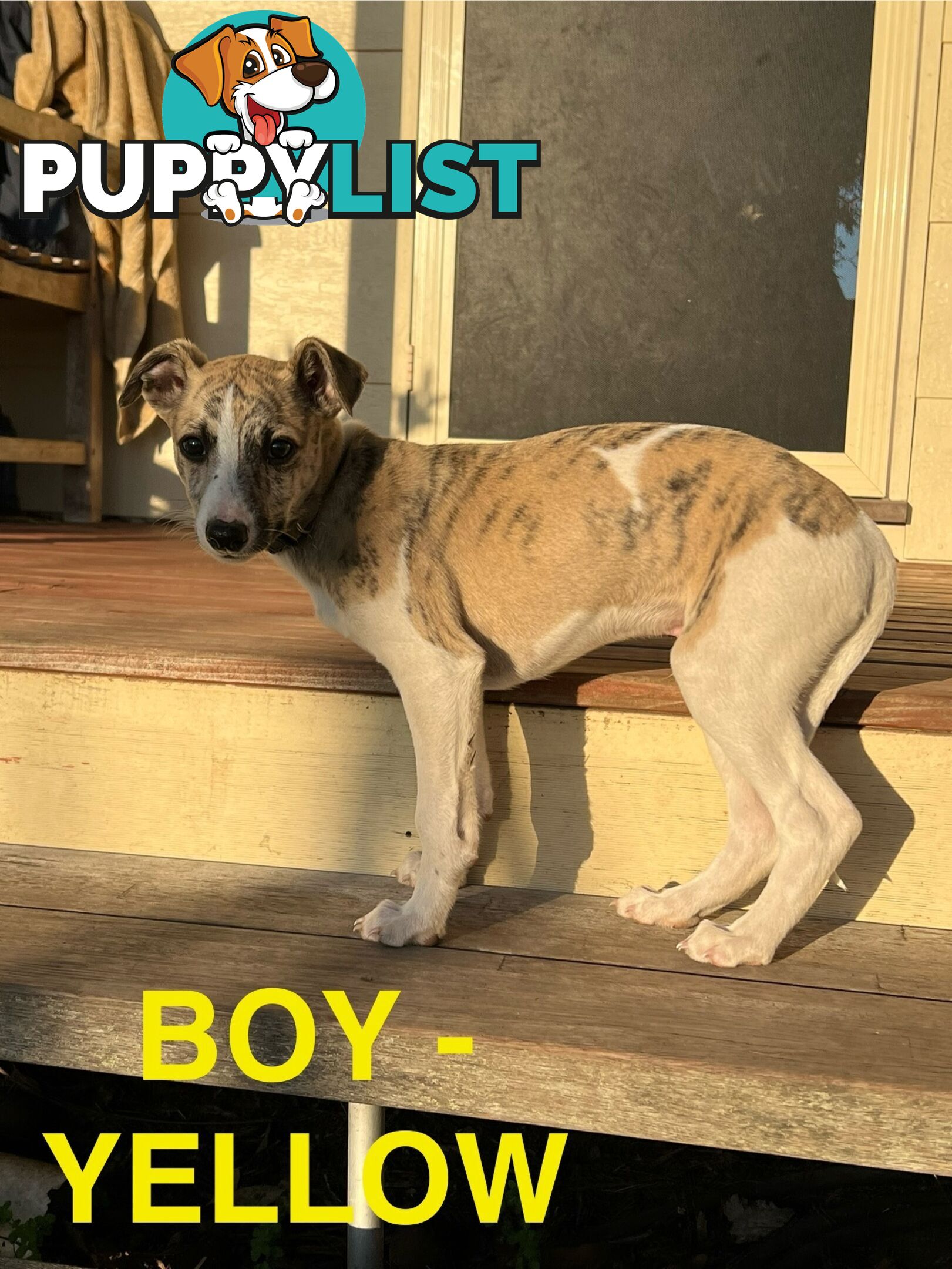 Whippet Puppies - Ready to go