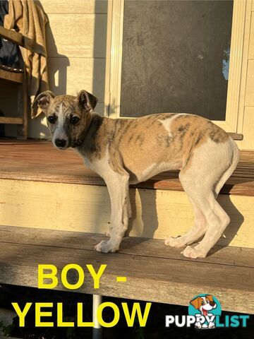 Whippet Puppies - Ready to go