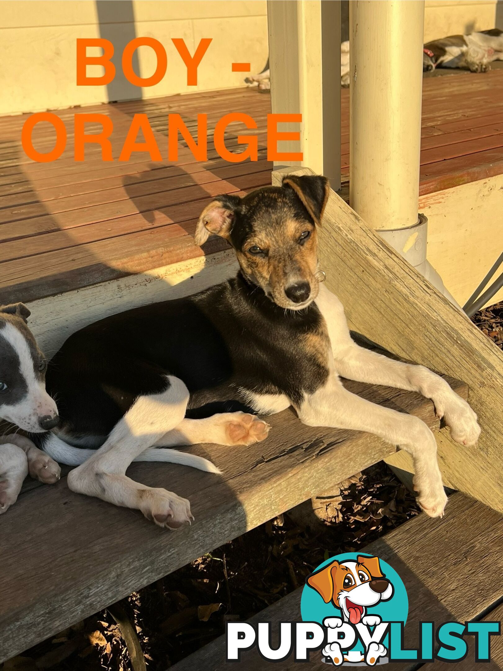 Whippet Puppies - Ready to go